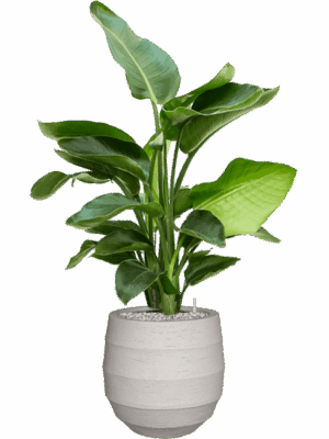 Strelitzia Nicolai  In Bordo D 20 H 98 cm - PlantenShop24 - 02-09-2025