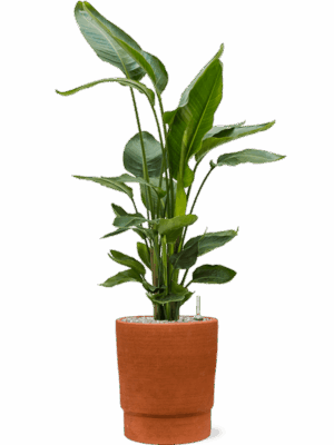 Strelitzia Nicolai In Chao D 26 H 110 cm - PlantenShop24 - 10-09-2025