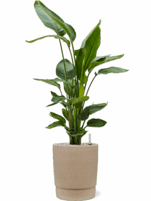 Strelitzia Nicolai In Chao D 26 H 111 cm - PlantenShop24 - 10-09-2025