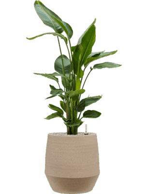 Strelitzia Nicolai In Humus D 26 H 115 cm - PlantenShop24 - 10-09-2025