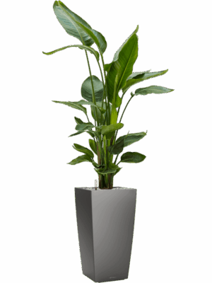 Strelitzia Nicolai In Lechuza Cubico D 26 H 131 cm - PlantenShop24 - 10-09-2025