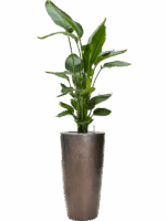 Strelitzia Nicolai In Plain D 26 H 174 cm - PlantenShop24 - 10-09-2025