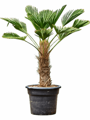 Trachycarpus Wagnerianus D 45 H 140 cm - PlantenShop24 - 16-09-2025