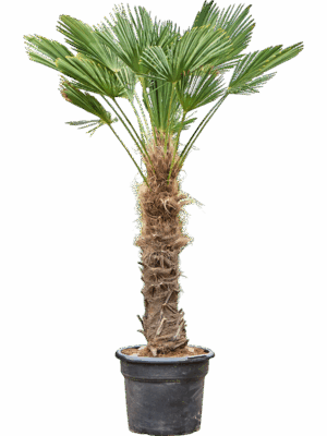 Trachycarpus Wagnerianus D 45 H 200 cm - PlantenShop24 - 17-09-2025