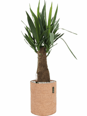 Yucca Elephantipes In Lechuza Trendcover Cork D 19 H 72 cm - PlantenShop24 - 10-09-2025