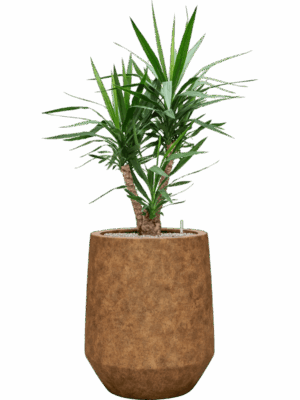 Yucca Elephantipes In Mineral D 27 H 141 cm - PlantenShop24 - 09-09-2025
